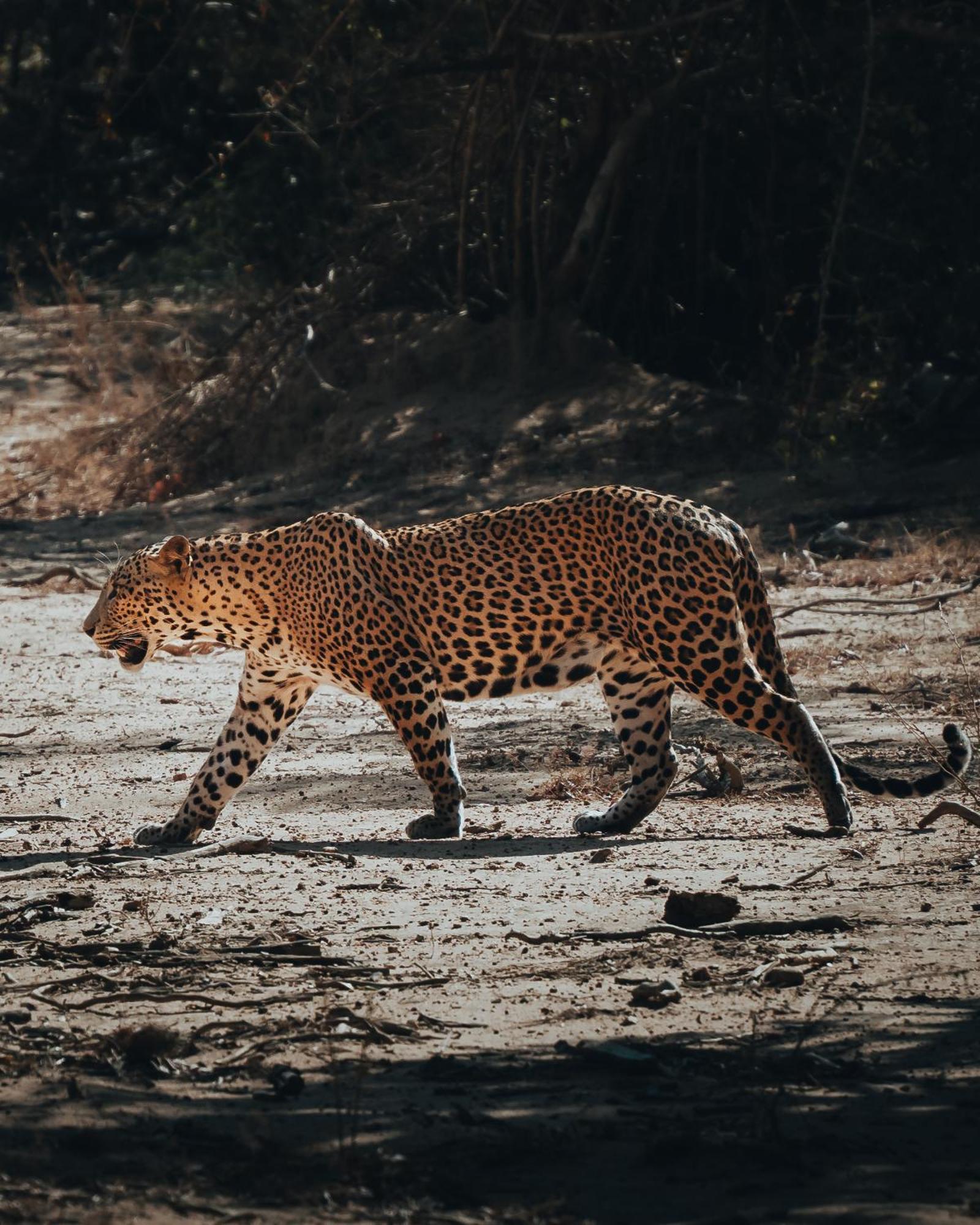 Wild Trails Yala By Suri Hotel Exterior foto